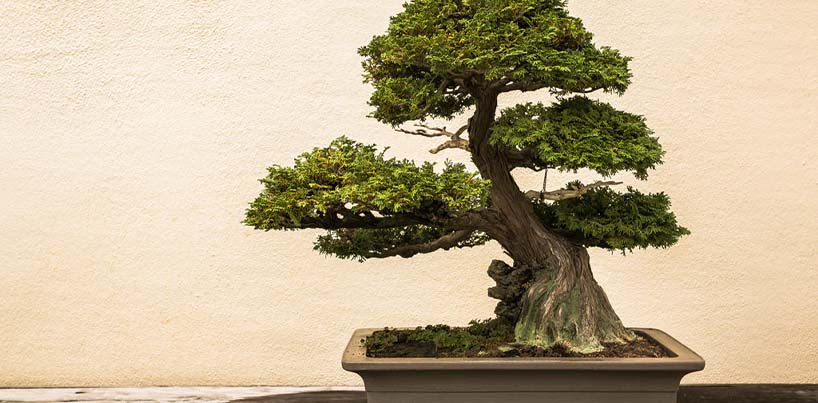 Bonsai Plant In Mumbai