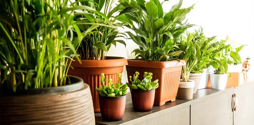 Imported Plants And Planters In Juhu