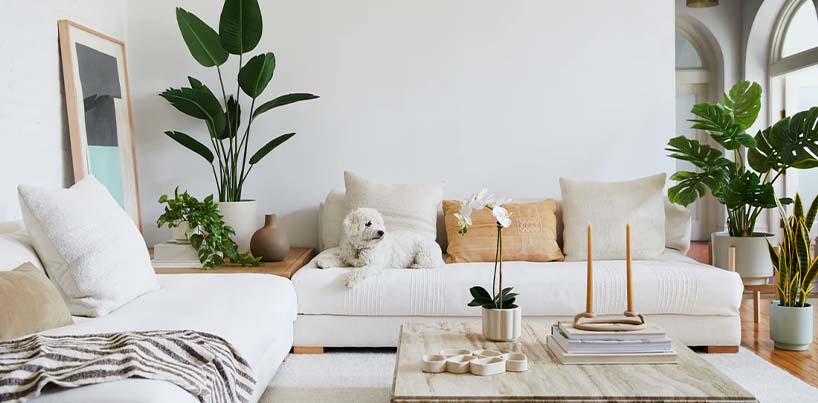 Bonsai Plant In Mumbai