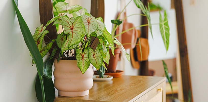 Indoor And Outdoor Plants In Juhu