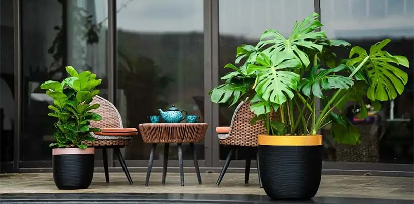 Office Plants In Juhu