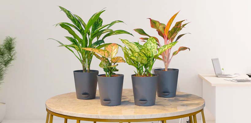 Corporate Plant Gifting In South Bombay