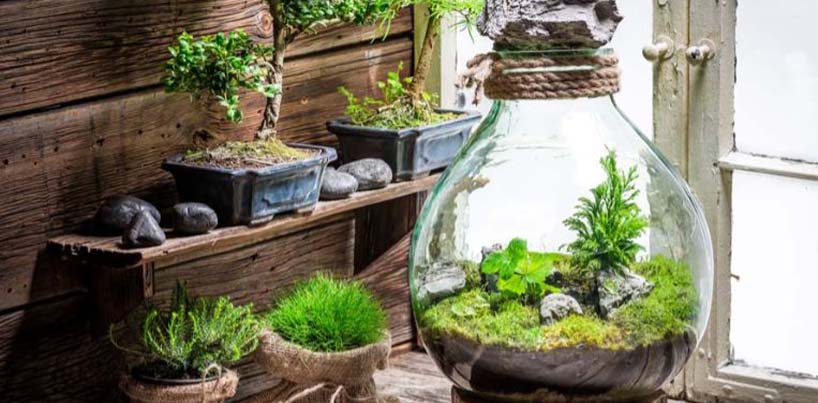 Terrariums And Balcony Plants In South Bombay