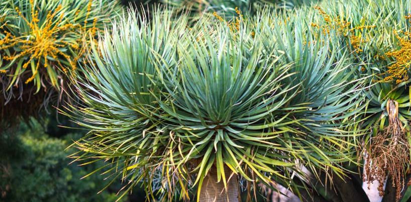 Dracaena Draco And Pachira Plant In Juhu